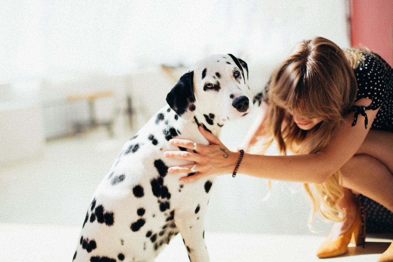How To: A Dog-Friendly Home That’s Also Stylish