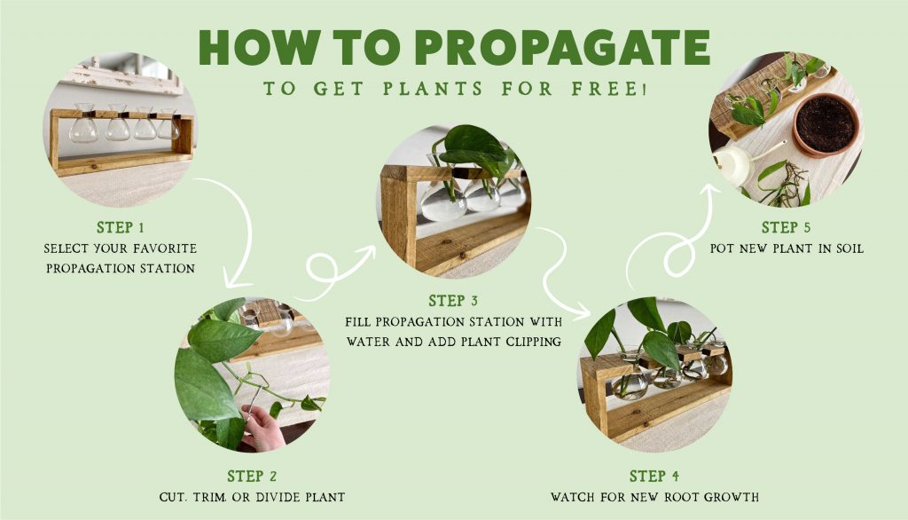 How to Propagate to Get Plants for Free