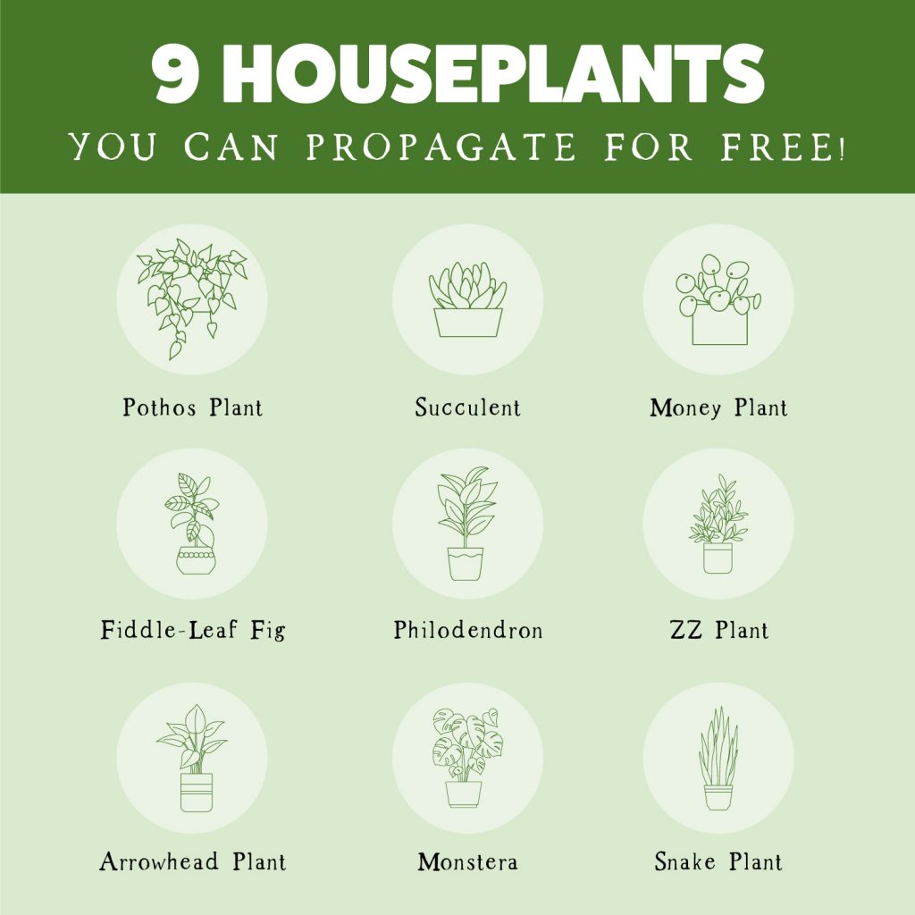 9 Houseplants you can propagate for free